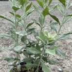 Perovskia (Perovskia atriplicifolia) ´SILVERY BLUE´® - kont. C2L